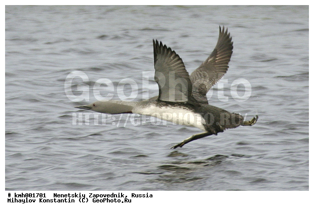 �������� ������, ��������, ��������, ��������, �����������, ������� �����, ������� �����, XYZ, ���������, Gaviidae, ����������� ������, Gavia stellata